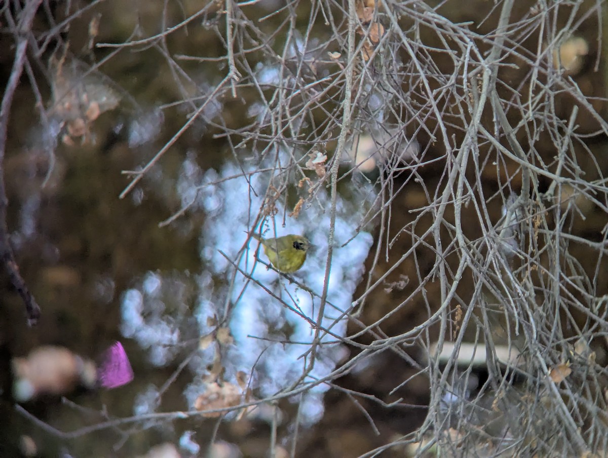 Orange-crowned Warbler - ML636892322