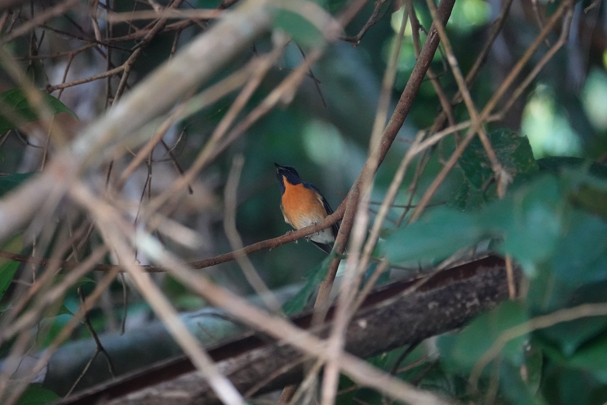 Chinese Blue Flycatcher - ML636892419