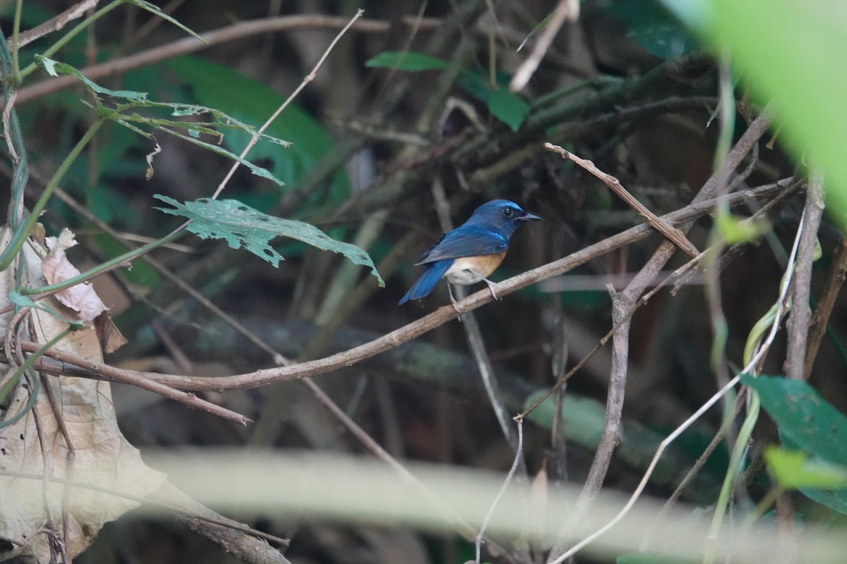 Chinese Blue Flycatcher - ML636892422