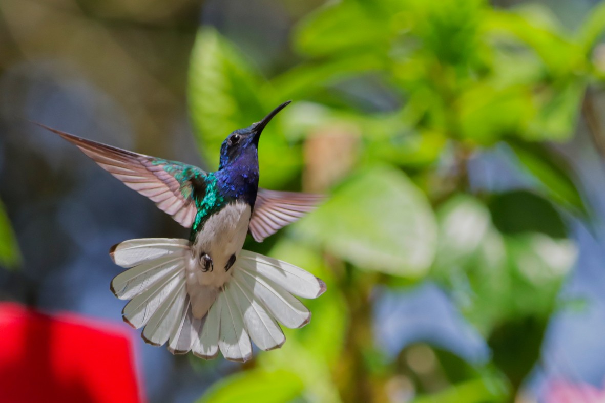 White-necked Jacobin - ML636892476