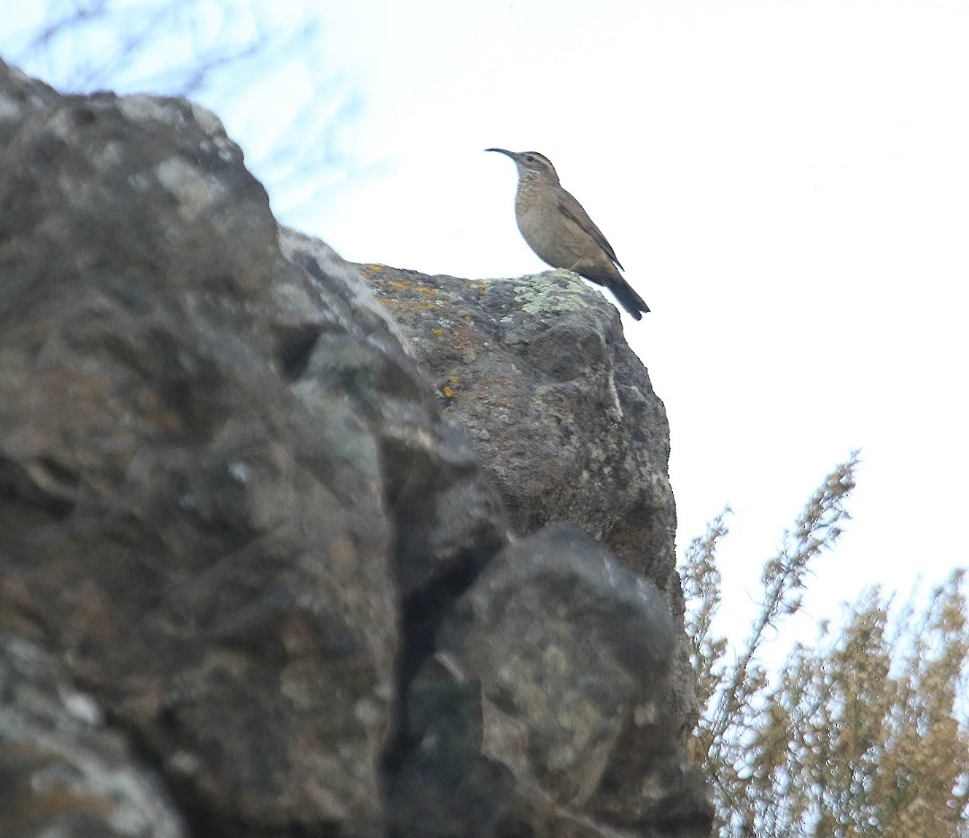 Scale-throated Earthcreeper - ML636892626