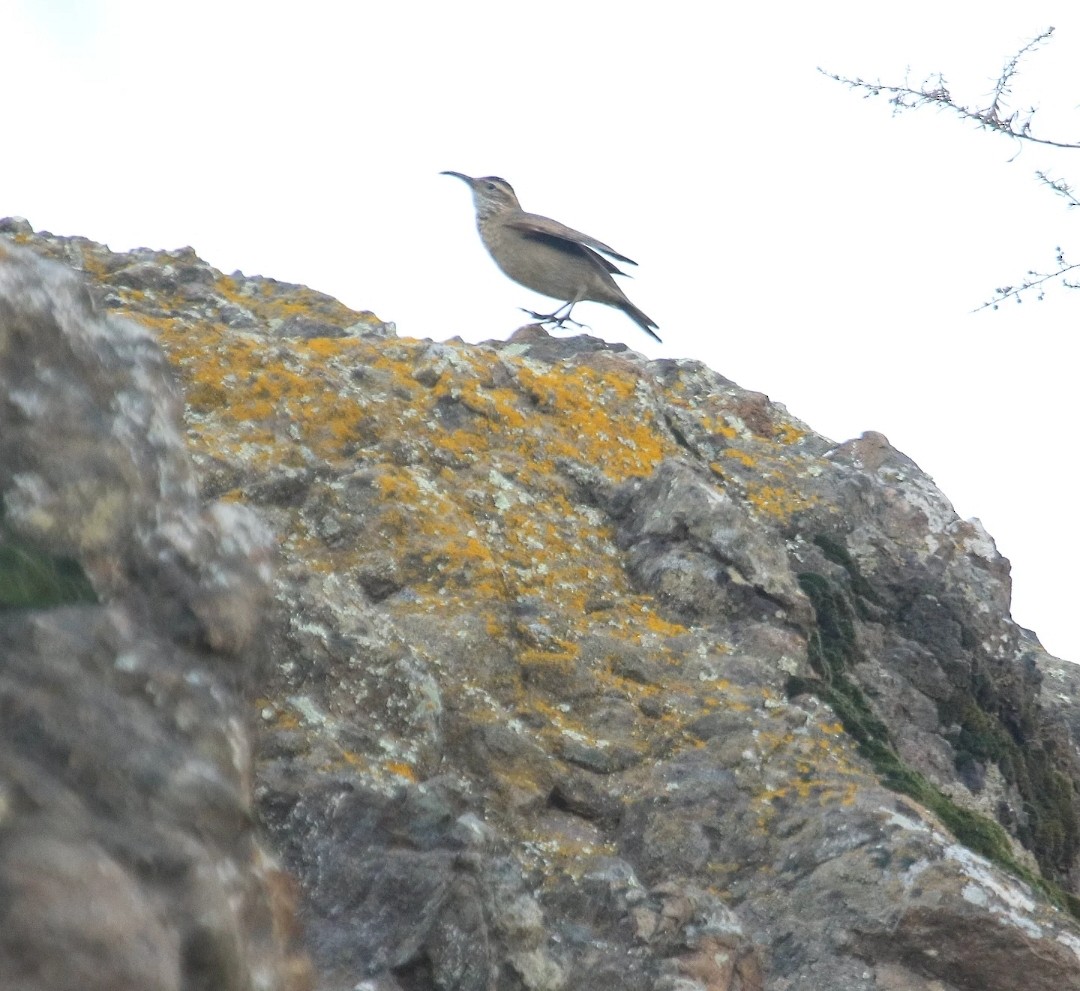 Scale-throated Earthcreeper - ML636892627