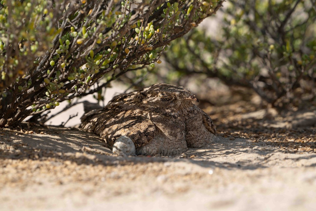 Egyptian Nightjar - ML636892628