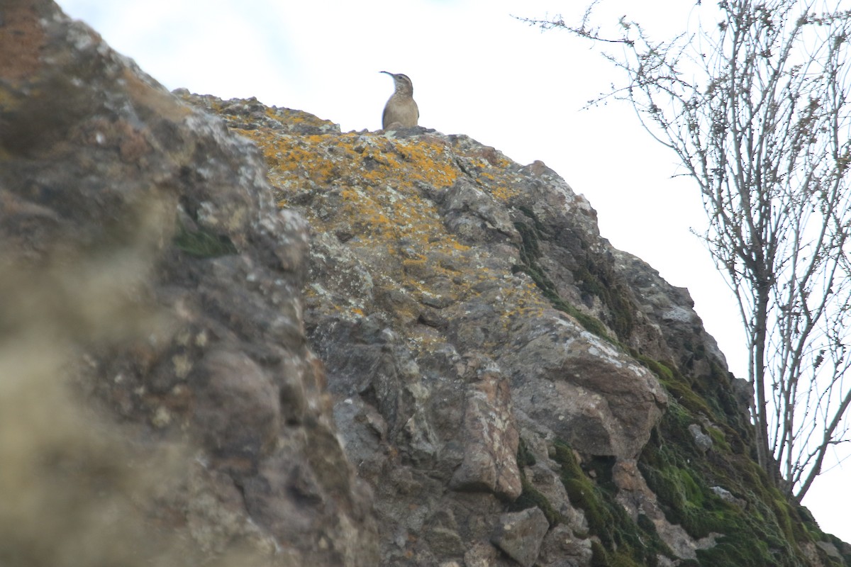Scale-throated Earthcreeper - ML636892629