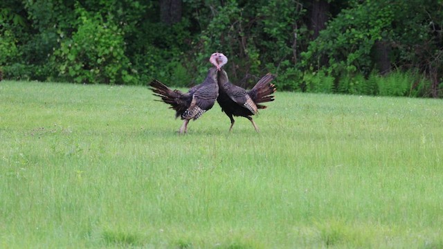 Wild Turkey - ML636892634
