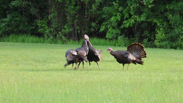 Wild Turkey - ML636892635