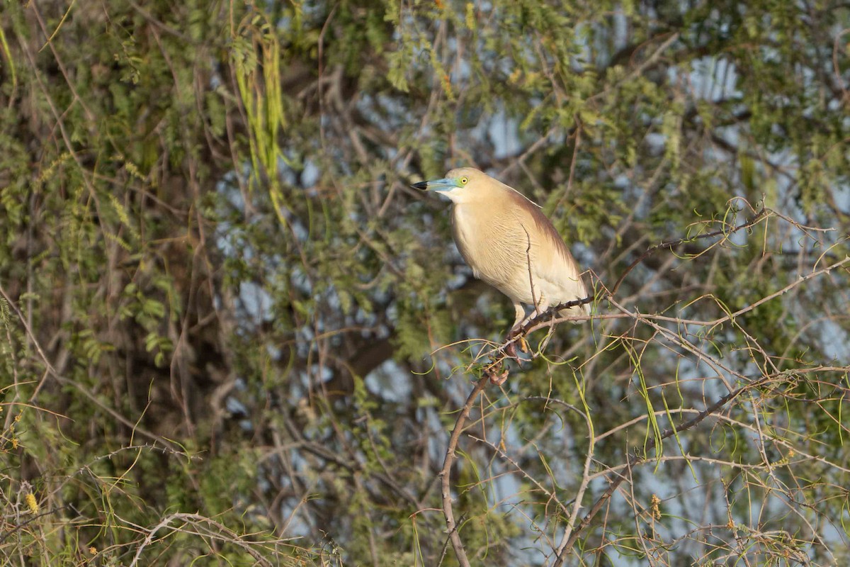 Indian Pond-Heron - ML636892709