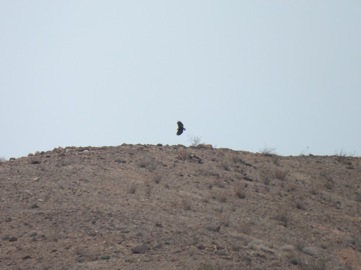 Common Black Hawk - ML636892724