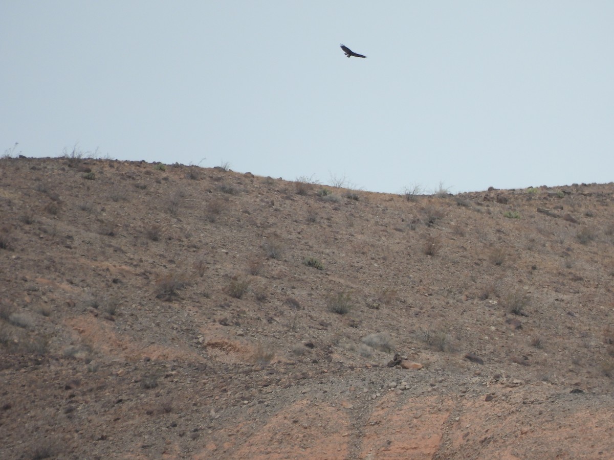 Common Black Hawk - ML636892737
