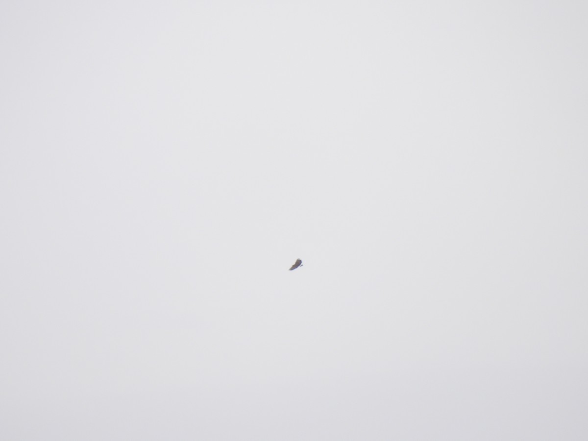 Common Black Hawk - ML636892746