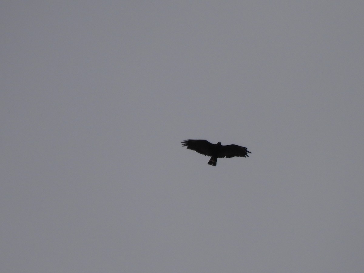 Common Black Hawk - ML636892756