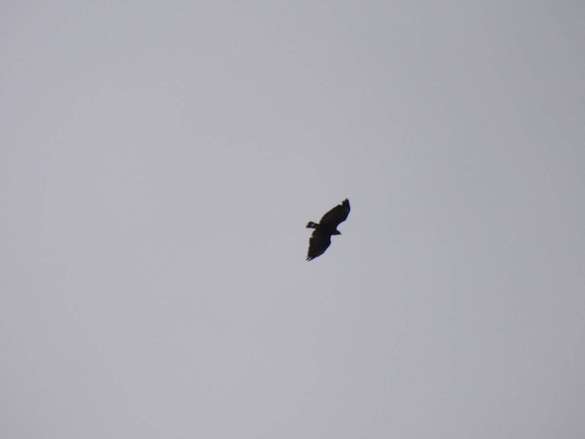 Common Black Hawk - ML636892762