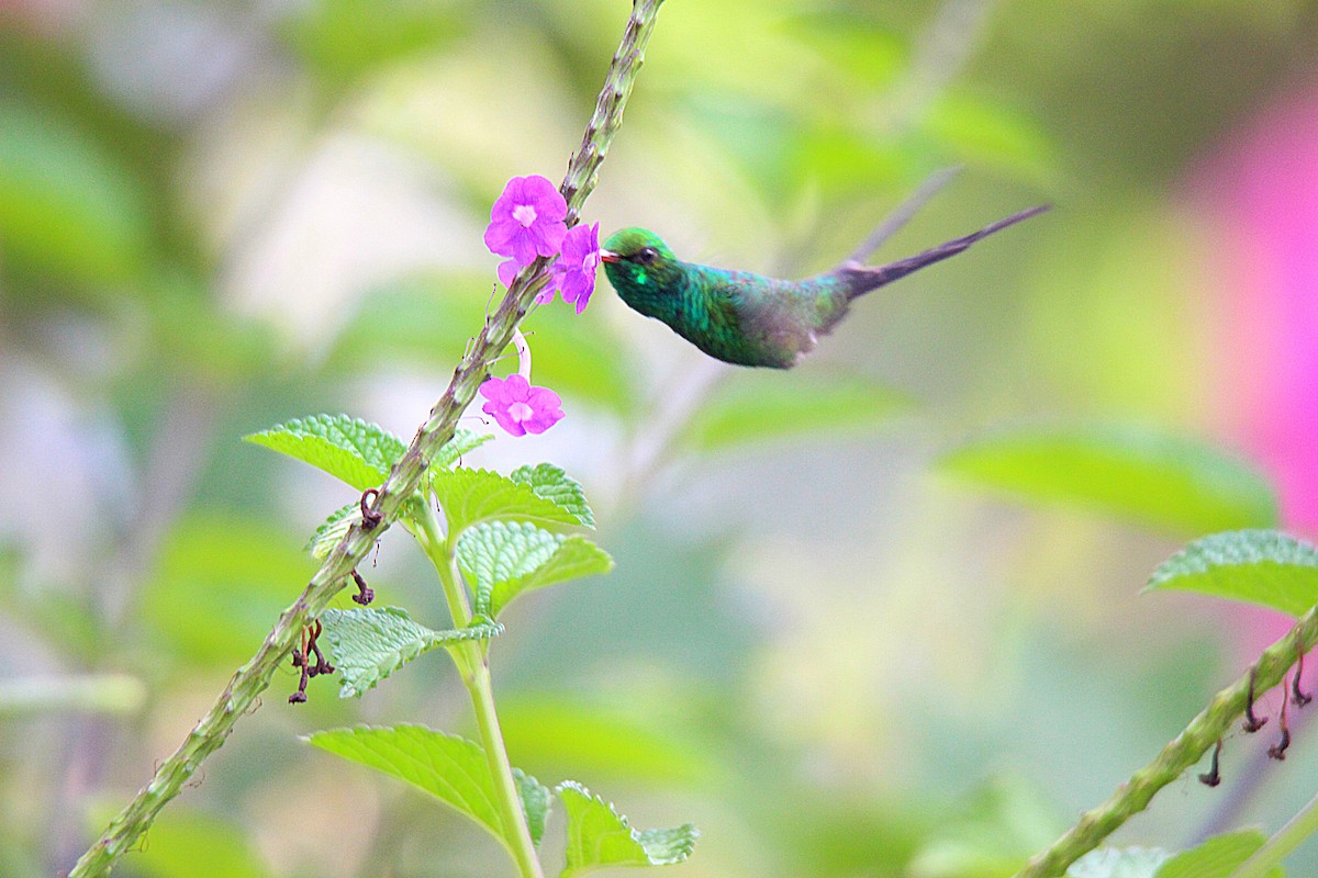 Golden-crowned Emerald - ML636892809