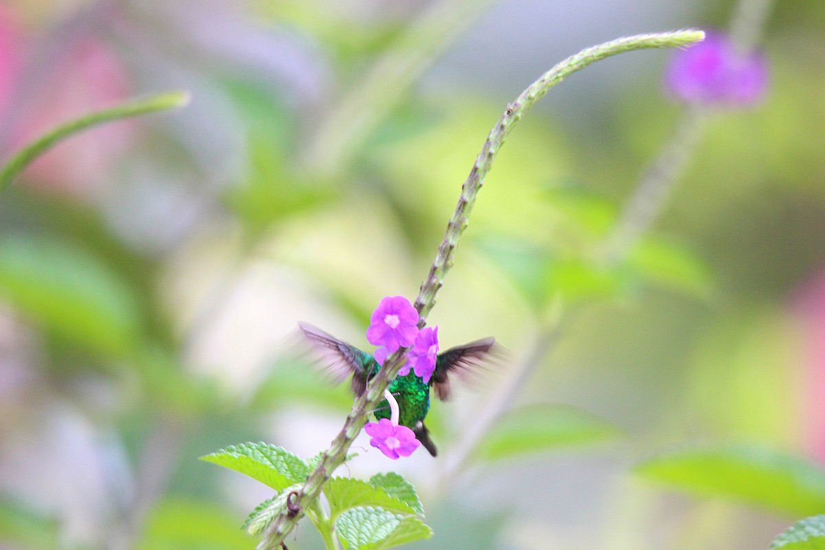Golden-crowned Emerald - ML636892810