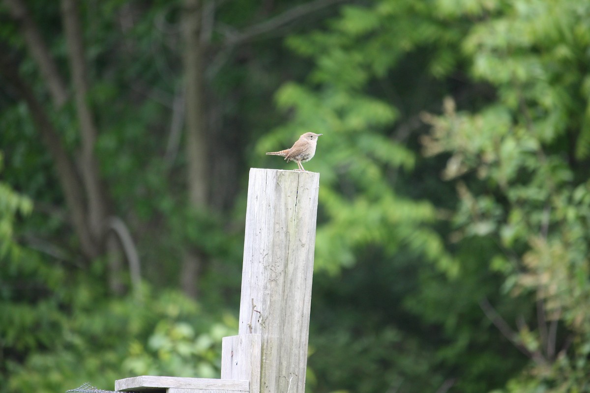 Northern House Wren - ML636892826