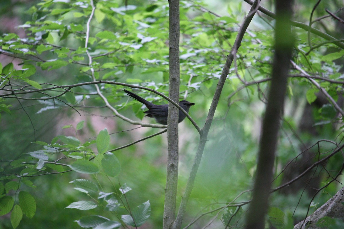 Gray Catbird - ML636892839