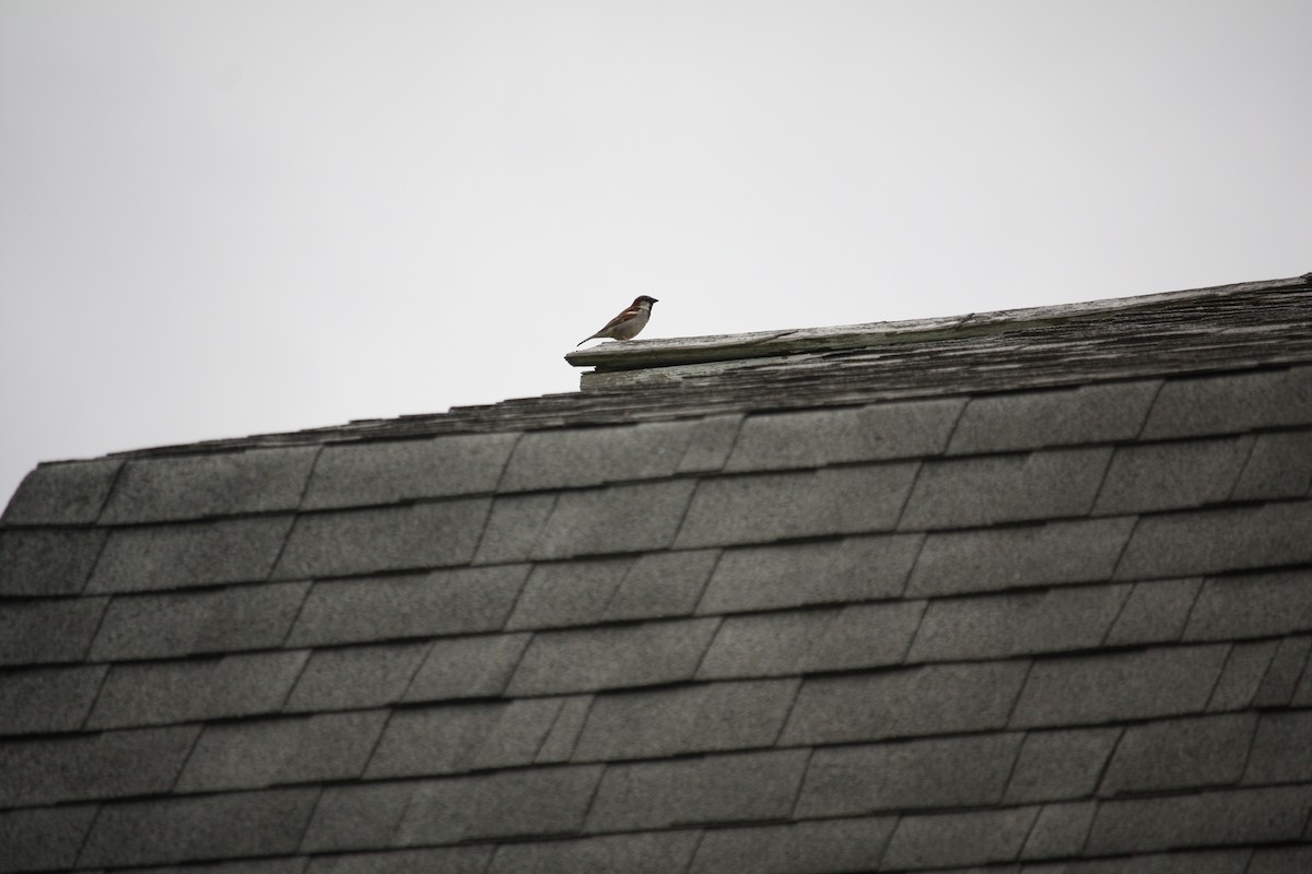 House Sparrow - ML636892868