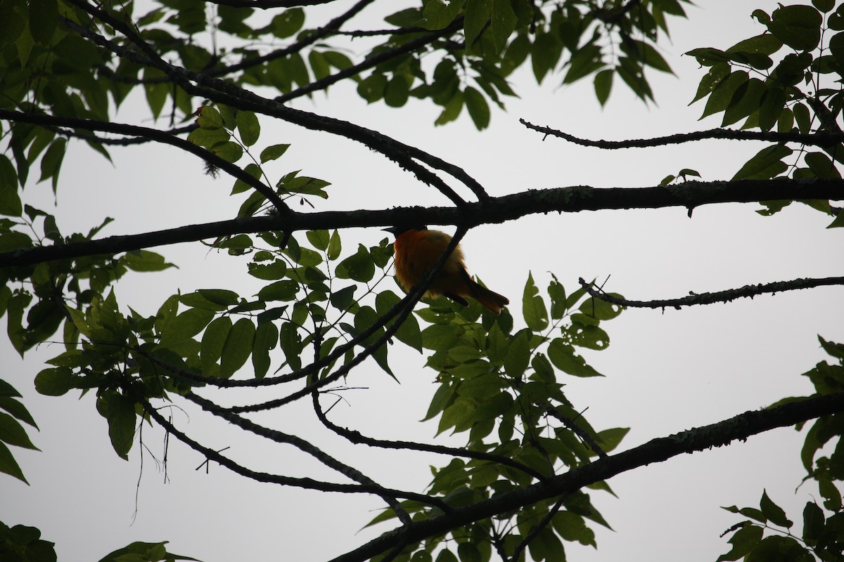 Baltimore Oriole - ML636892914