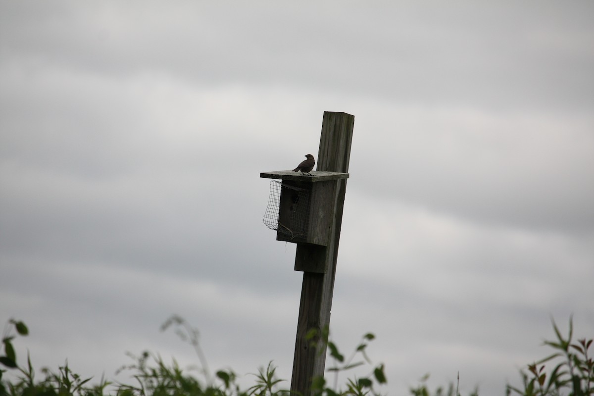 Brown-headed Cowbird - ML636892932