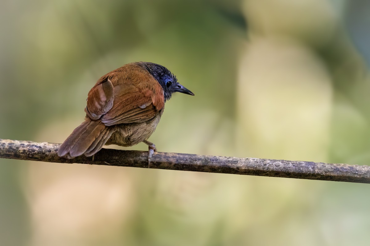 Gray-hooded Babbler - ML636892935