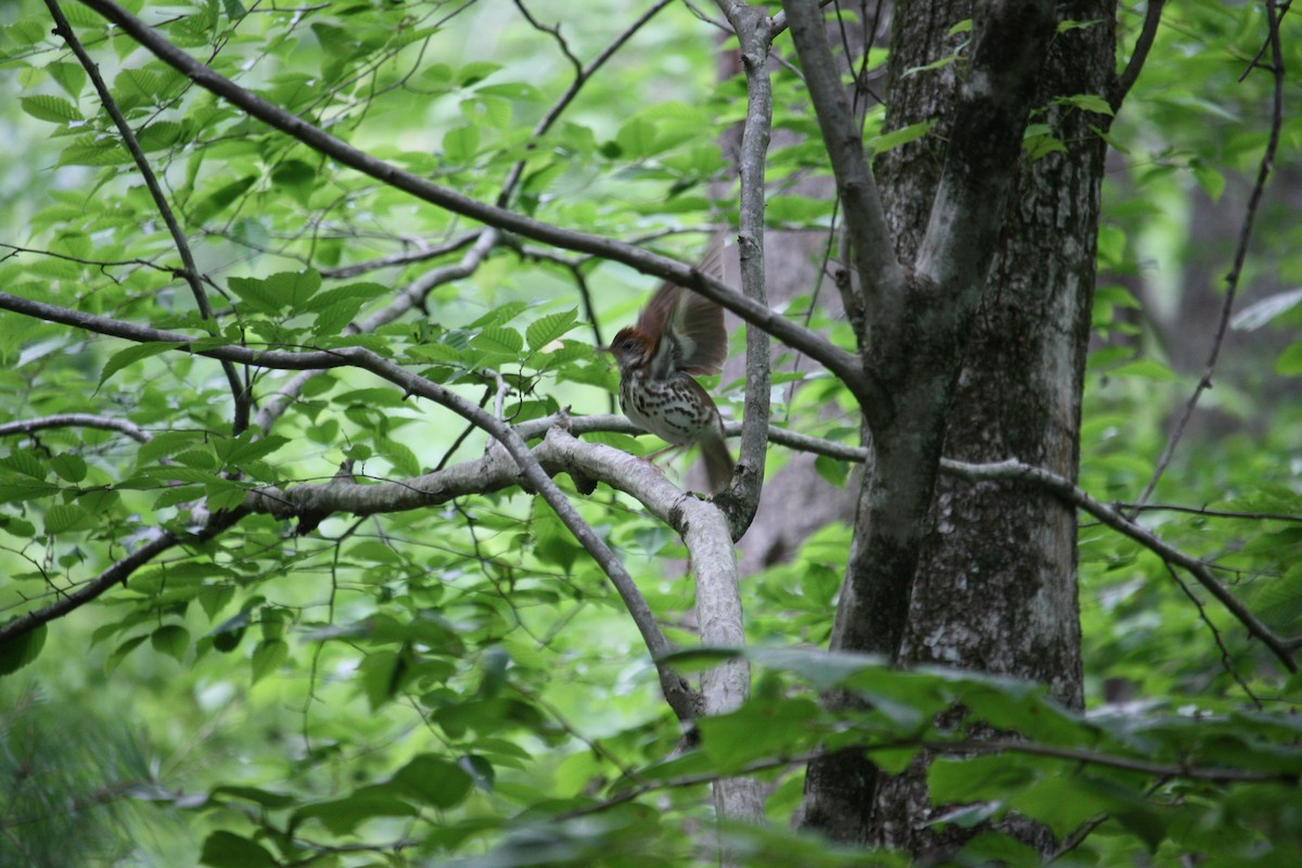 Wood Thrush - ML636892956