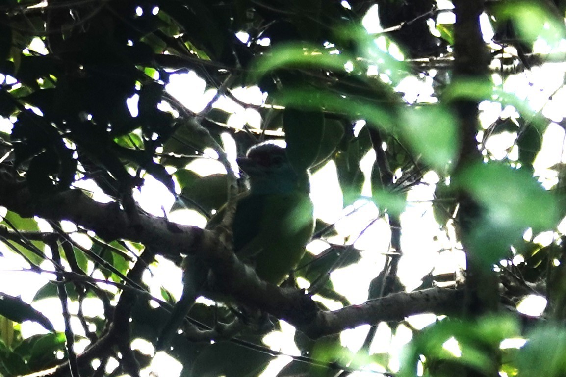 Turquoise-throated Barbet - ML636892999