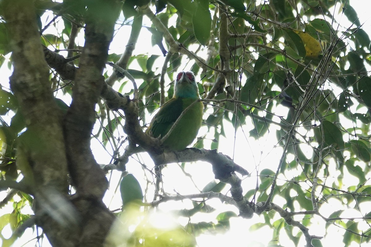 Turquoise-throated Barbet - ML636893000