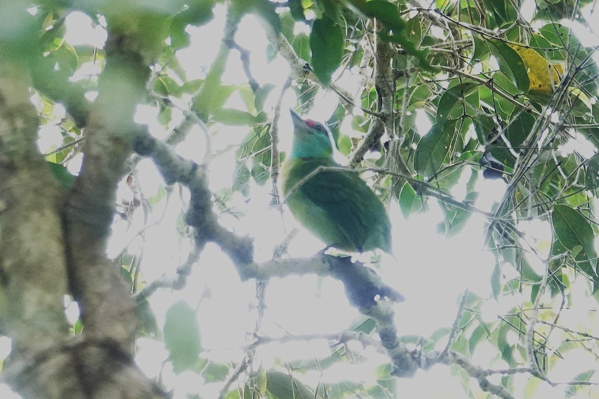 Turquoise-throated Barbet - ML636893001