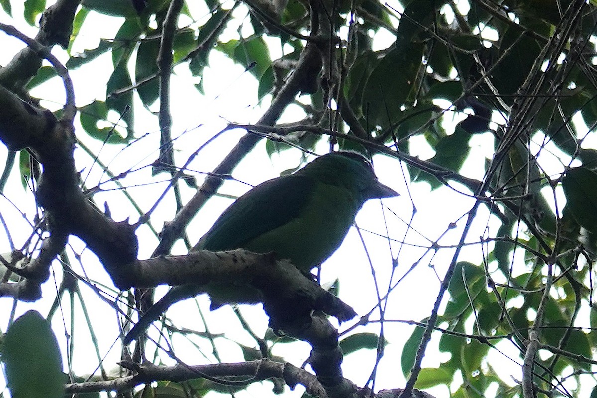 Turquoise-throated Barbet - ML636893002