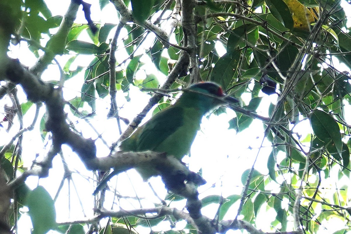 Turquoise-throated Barbet - ML636893003