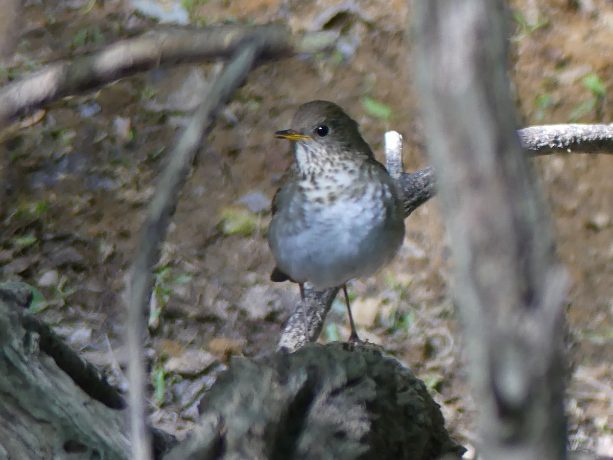 Bicknell's Thrush - ML636893007