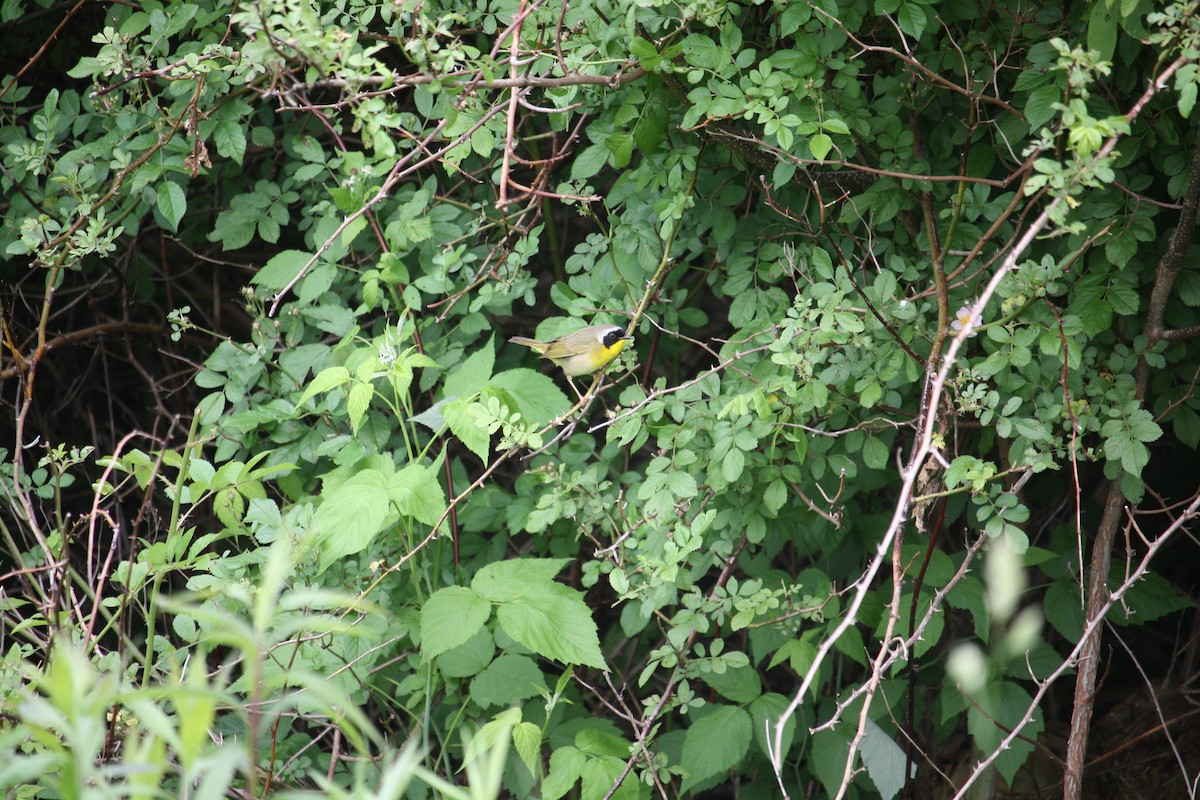 Common Yellowthroat - ML636893063
