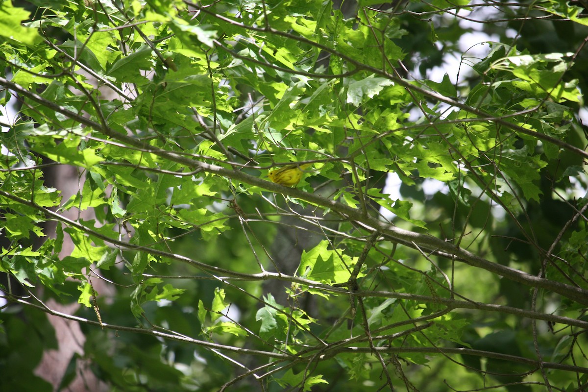 Yellow Warbler (Northern) - ML636893086