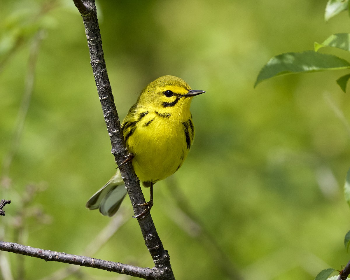 Prairie Warbler - ML636893129