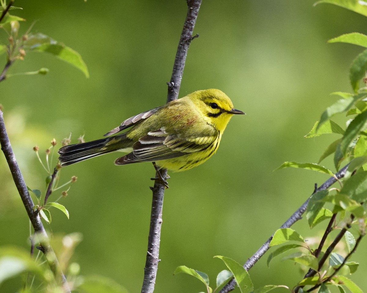 Prairie Warbler - ML636893142