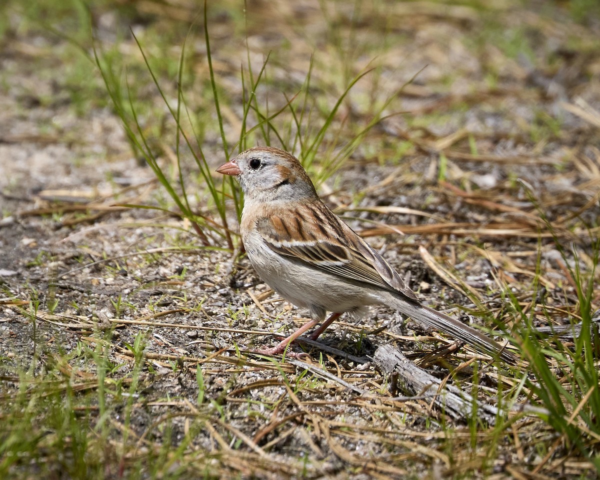 Field Sparrow - ML636893151