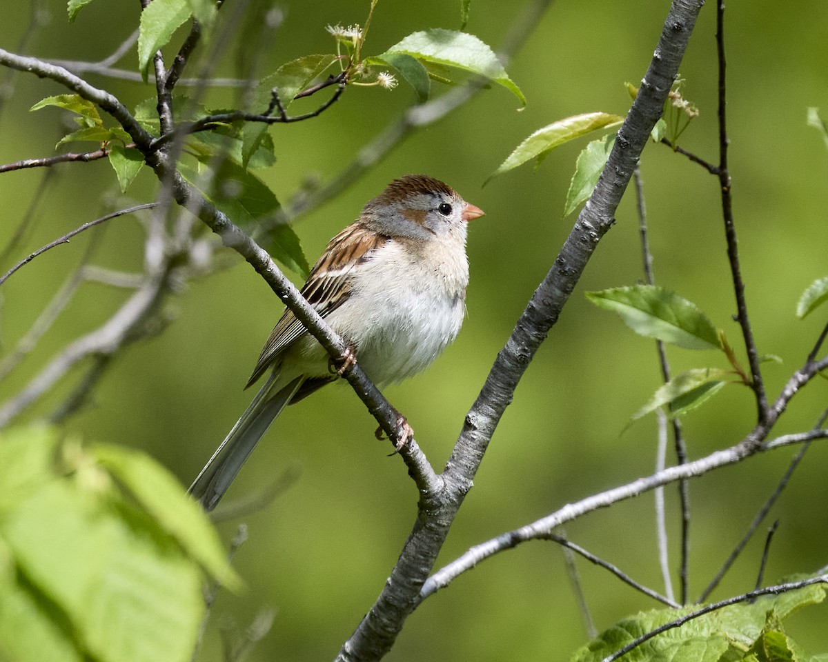 Field Sparrow - ML636893155