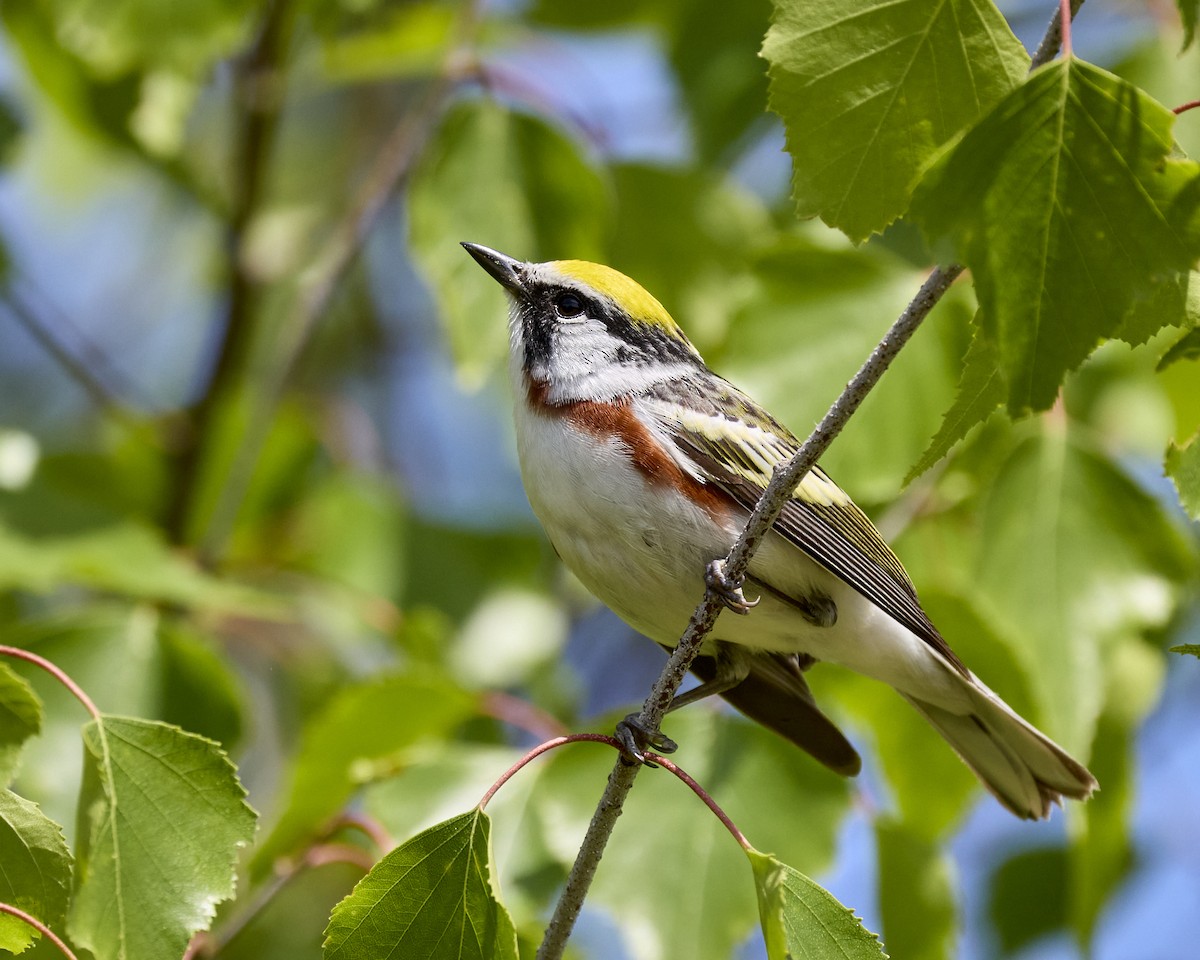 Chestnut-sided Warbler - ML636893187