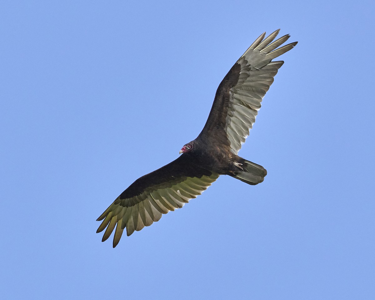 Turkey Vulture - ML636893196