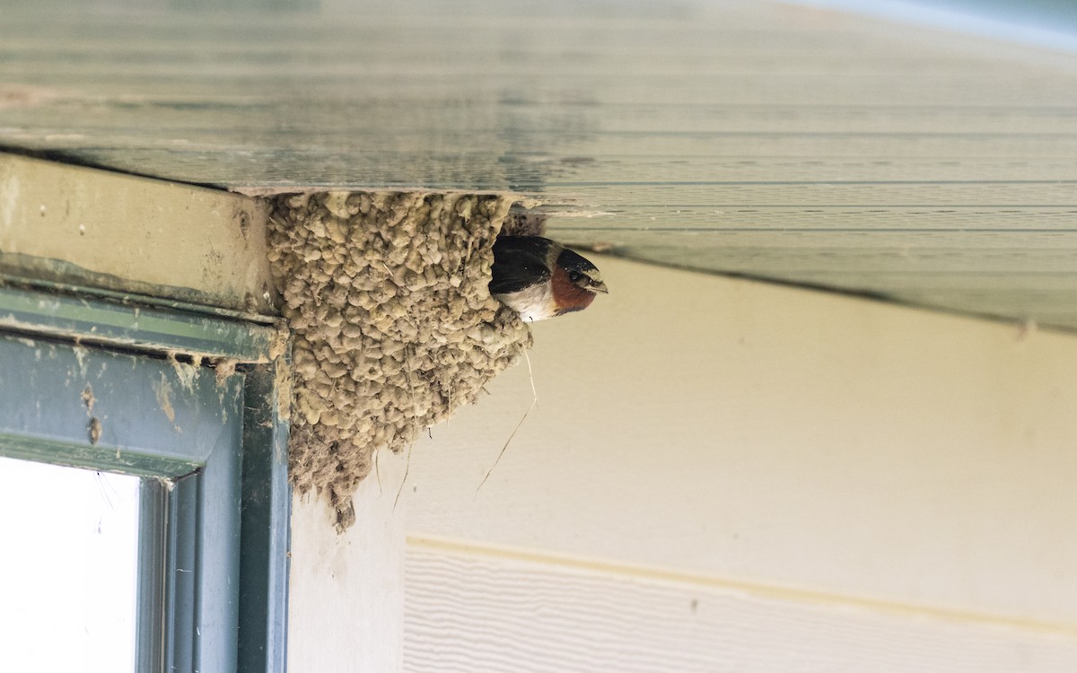 Cliff Swallow - ML636893265