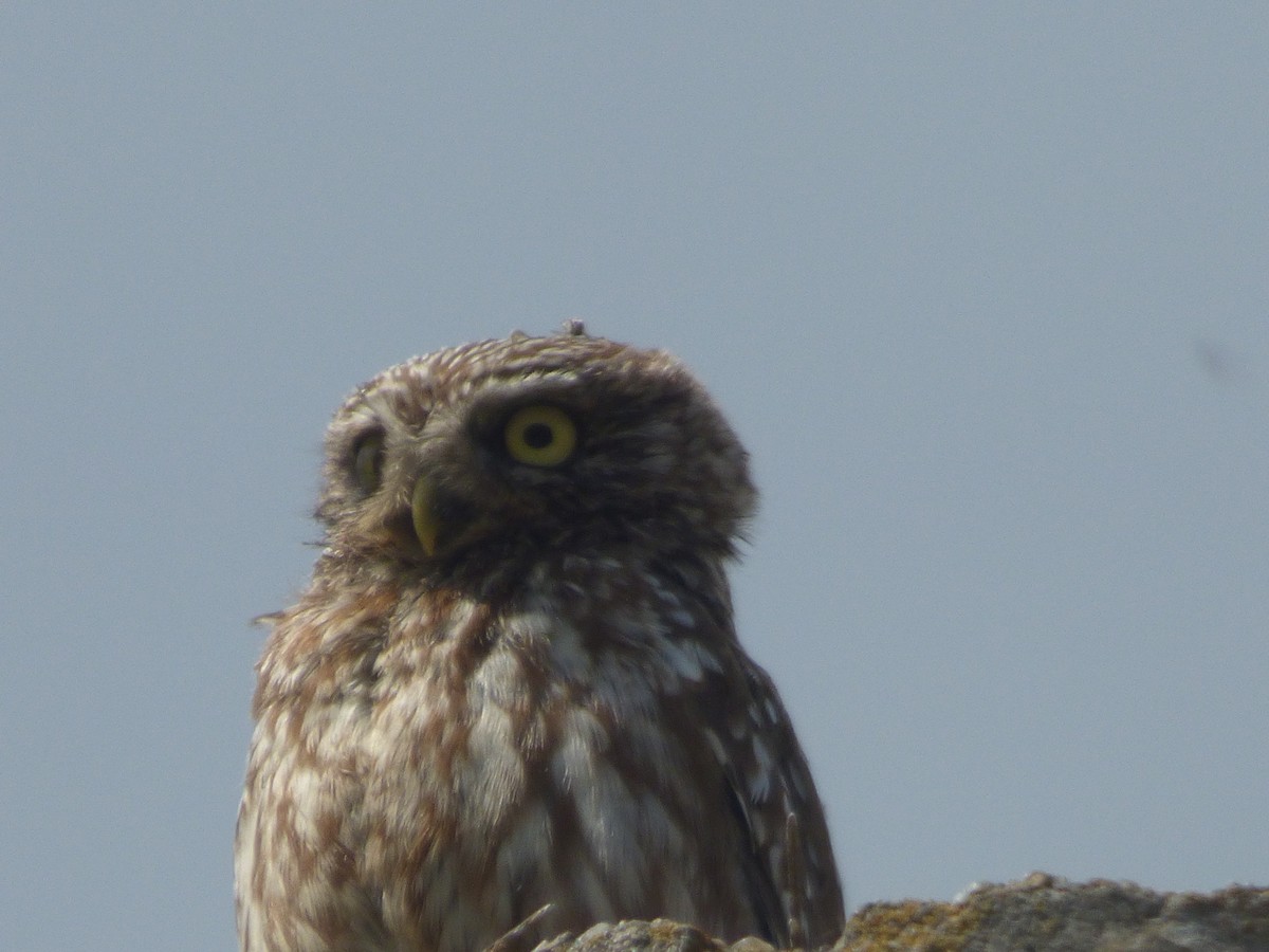 Little Owl - ML636893277