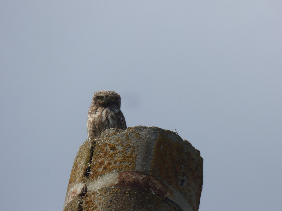 Little Owl - ML636893279