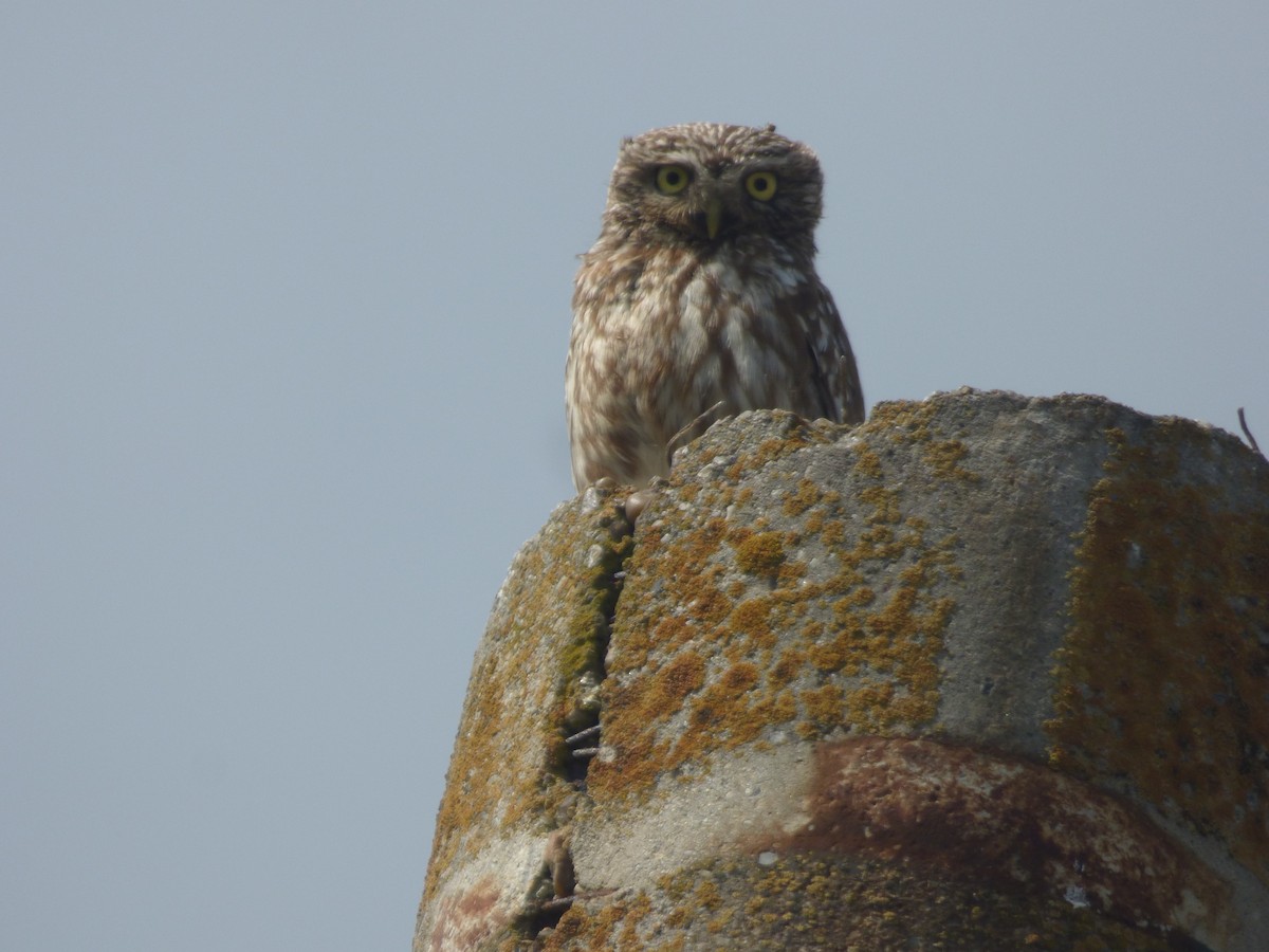 Little Owl - ML636893280