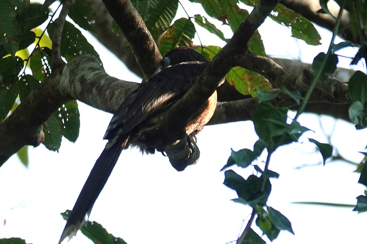 Rusty-cheeked Hornbill - ML636893309