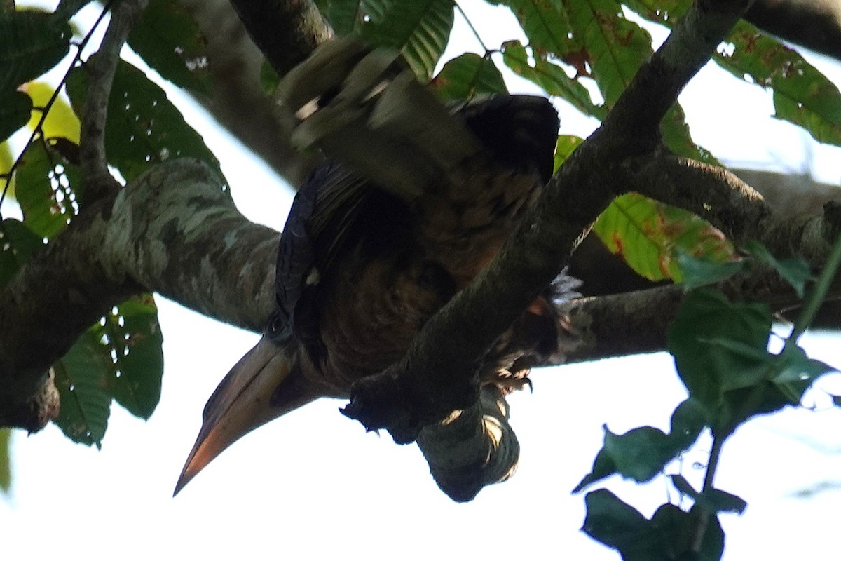 Rusty-cheeked Hornbill - ML636893310