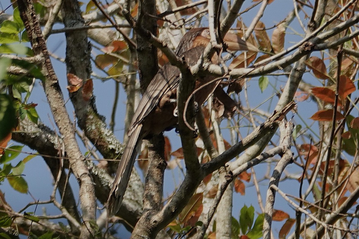 Rusty-cheeked Hornbill - ML636893311
