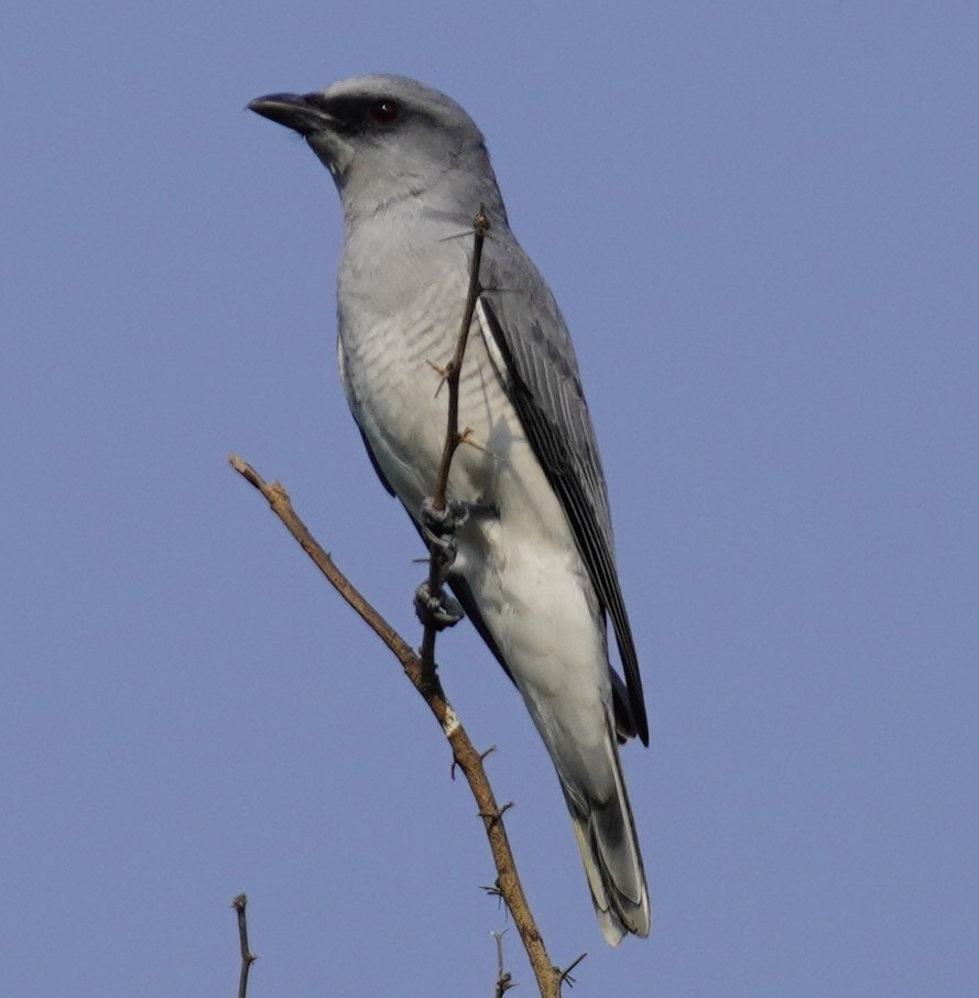 Indian Cuckooshrike - ML636893358