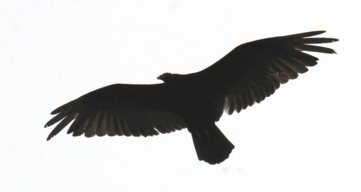 Turkey Vulture - ML636893465