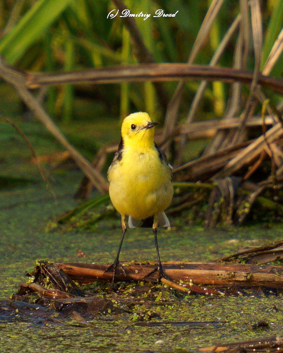 konipas citronový - ML636893482