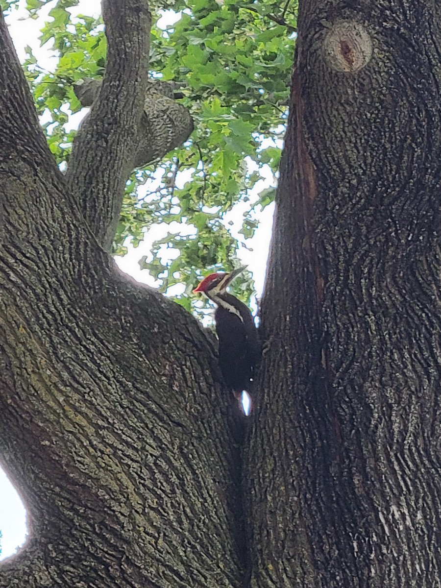 Pileated Woodpecker - ML636893517